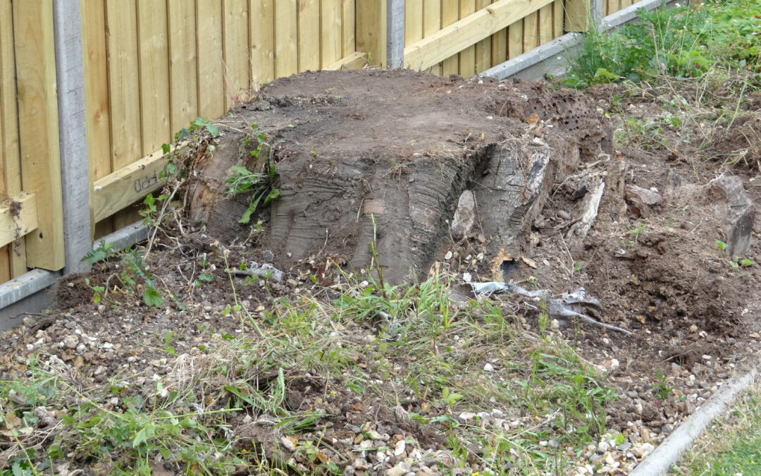 Garden tree stump removed